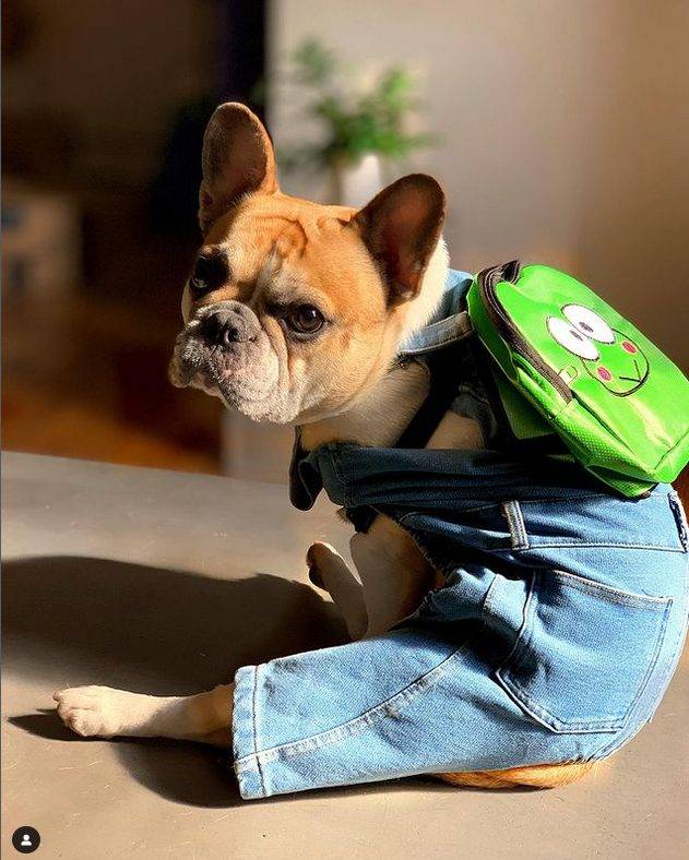 Screenshot 2023-01-24 at 22-26-58 Stewie Conner Newman (@thegayfrenchie) &bull; Instagram photos and videos